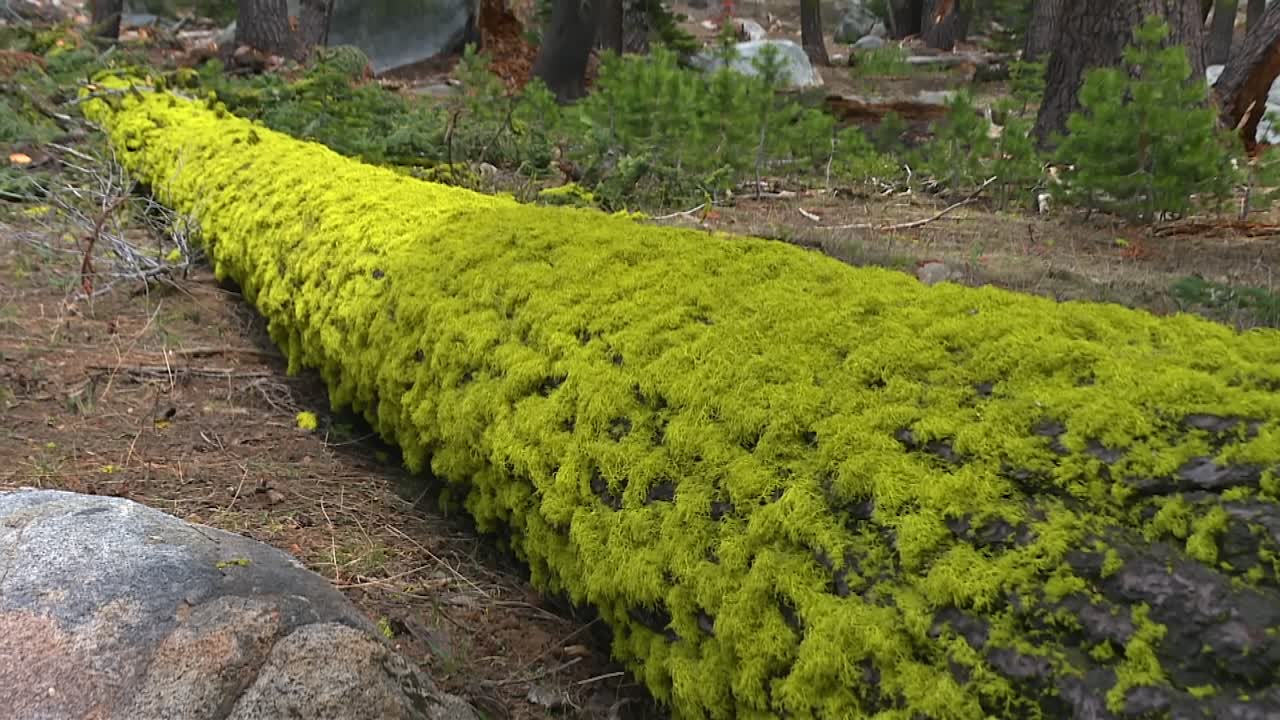 Tronco d'albero caduto coperto di muschio verde brillante sul suolo della foresta nella Foresta Nazionale di Eldorado, California.