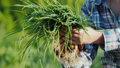 a farmer holds a fistful of green onions fresh vegetables fresh from the field