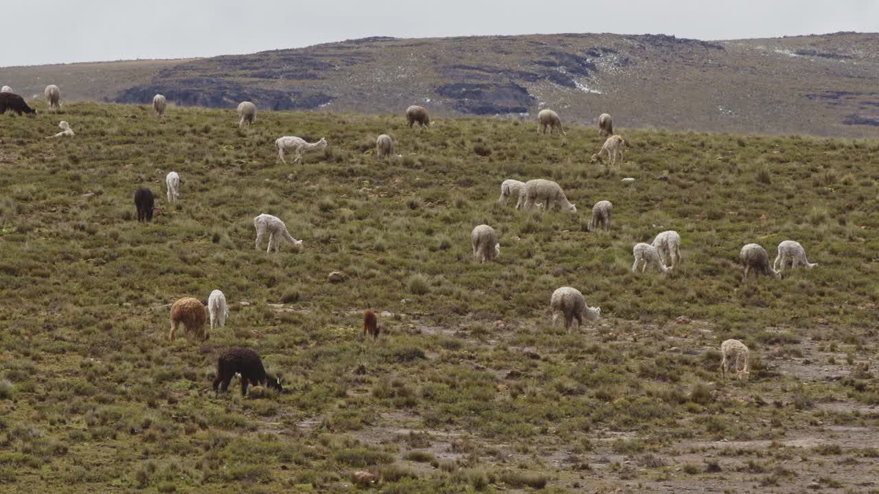 campo lleno de llamas y alpacas pastando, pampas galeras, perú 4k
