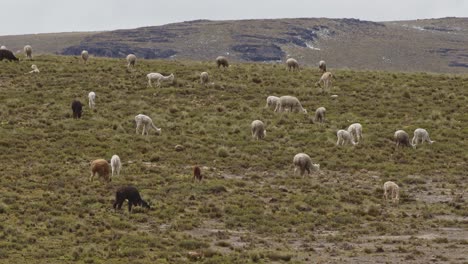 campo lleno de llamas y alpacas pastando, pampas galeras, perú 4k