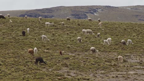 field filled with grazing llamas and alpacas, pampas galeras, peru 4k