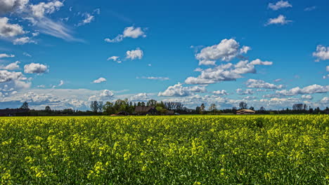 Increíble-Tiro-De-Gran-Angular-De-Flores-Amarillas-Bailando-En-El-Campo-Mientras-Las-Nubes-En-El-Cielo-Azul-Cambian-De-Formación