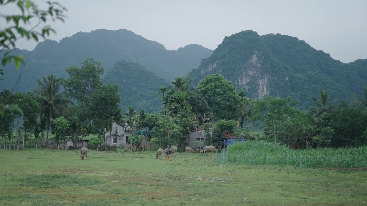 Rural Vietnamese Landscape with Buffaloes