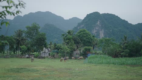 rural vietnamese landscape with buffaloes