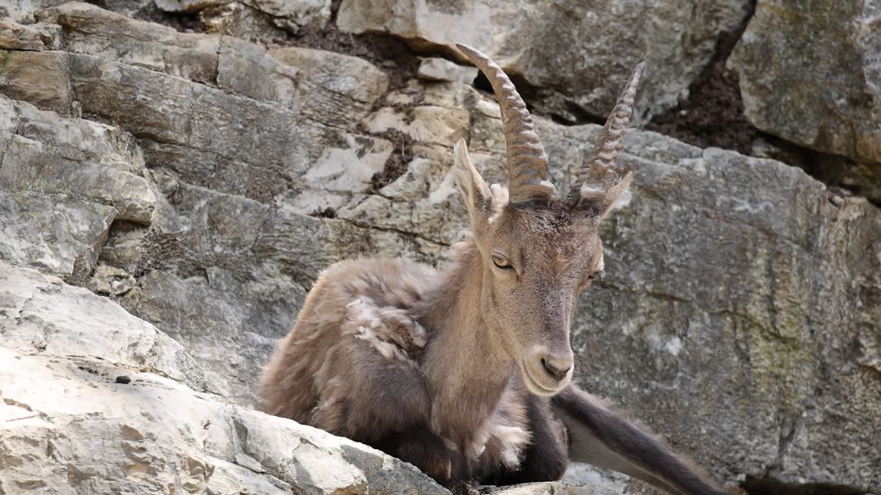 retrato de un caballo cabra somnoliento descansando en la roca de la montaña durante un día soleado