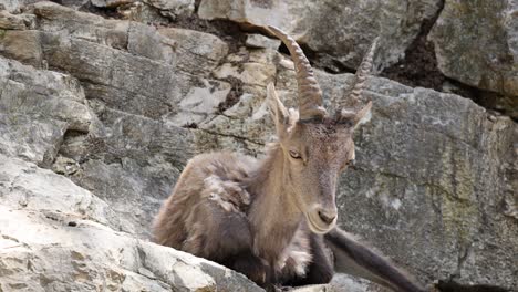 portrait shot of sleepy capra ibex resting on rock of mountain during sunny day