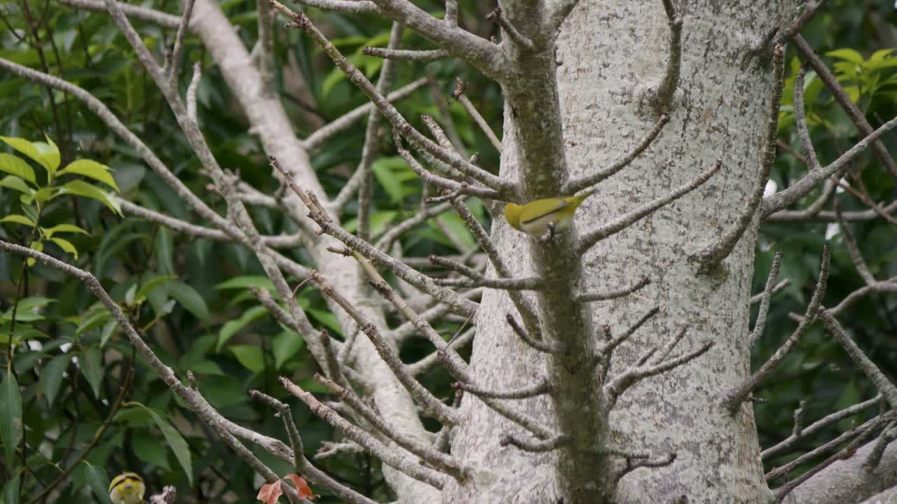 Active Japanese White-eye Foraging Among Tree Branches, Medium Shot