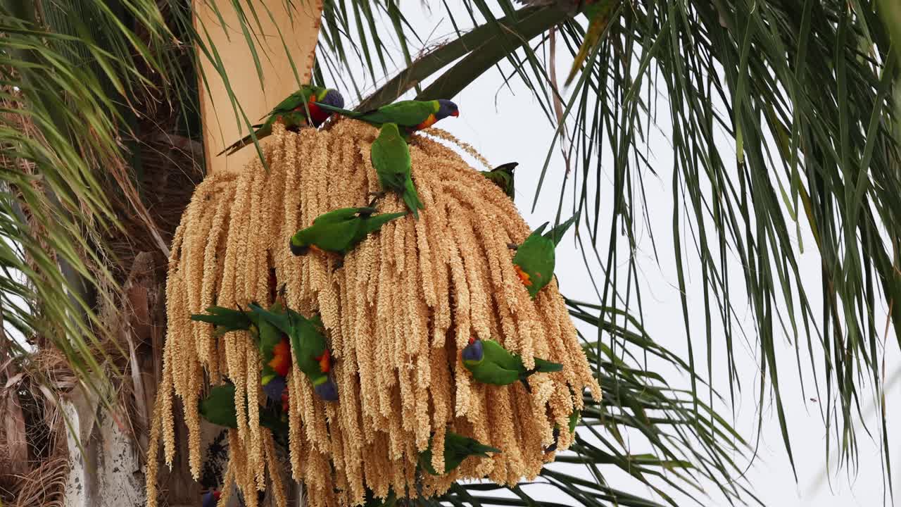 Diversi pappagalli su un nido sospeso