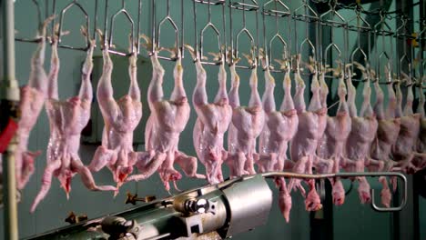 un cortador industrial para cabezas de pollo en el trabajo.