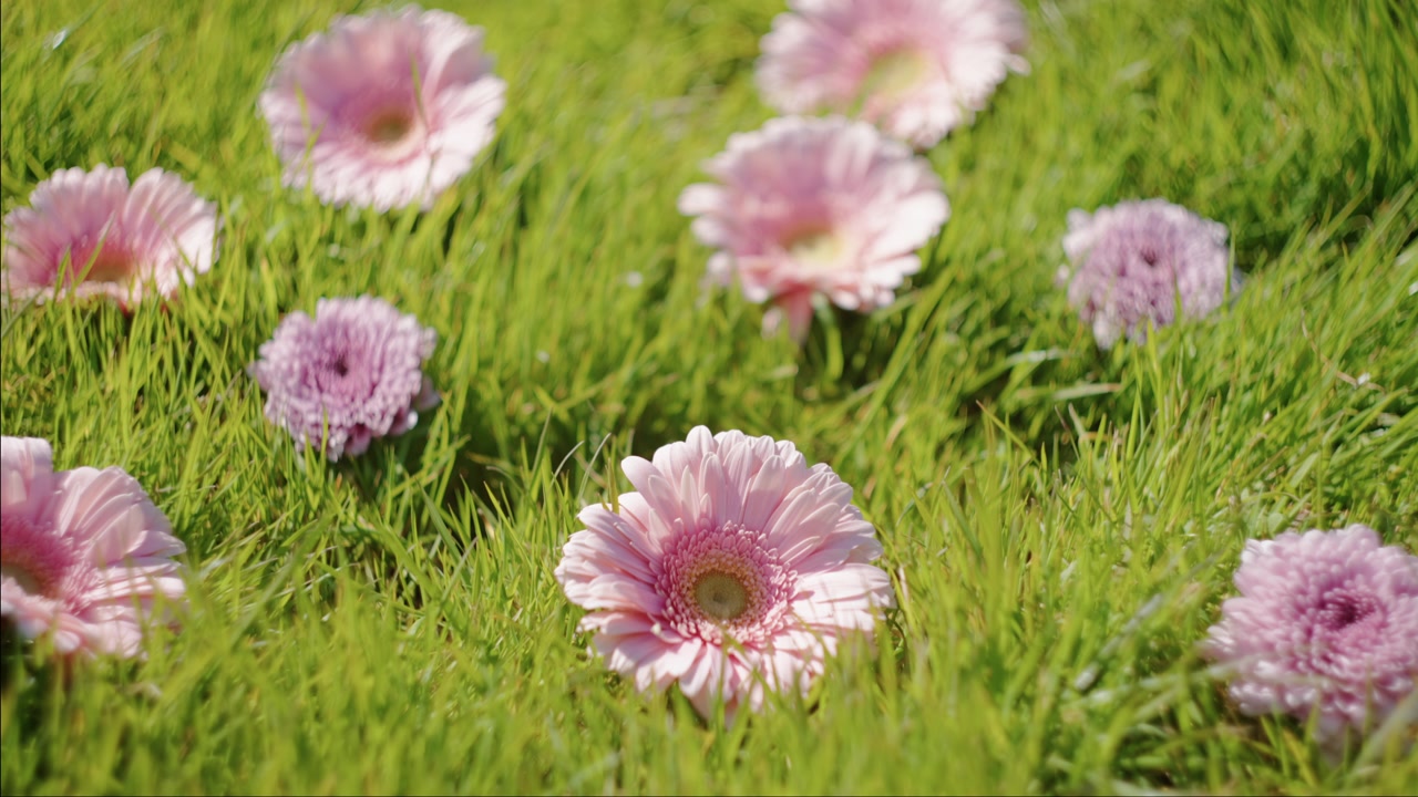 Diverse gerbere rosa chiaro (Gerbera Jamesonii) fioriscono tra l'erba verde. Ripresa con rack focus