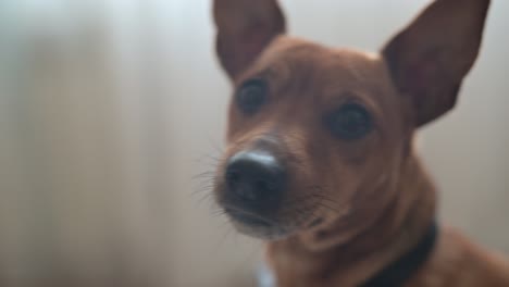 close-up view of a brown dog's face looking at camera.