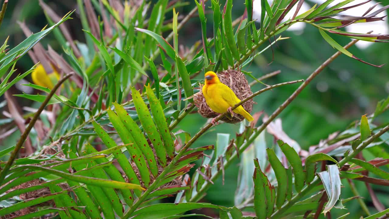 "The male Eastern Golden Weaver stands near the nesting colony in Zanzibar