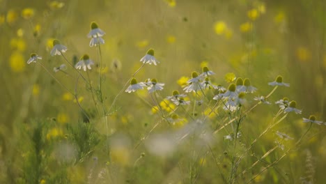 chamomile field in sunlight