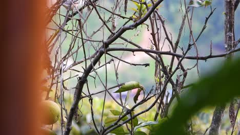 Bicolored-Wren-Seen-Amongst-Thin-Branches-Before-Flying-Off