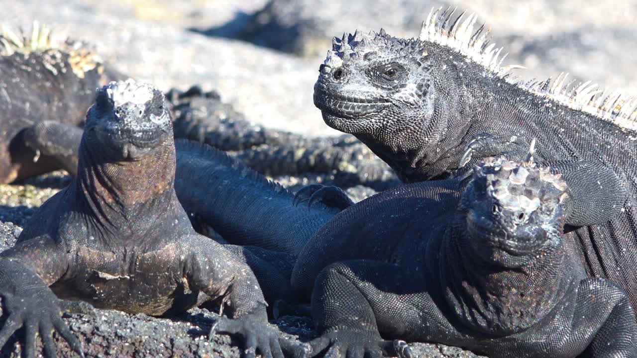 iguanas marinas toman el sol en las costas volcánicas de las islas galápagos ecuador 2