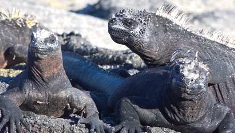 iguanas marinas toman el sol en las costas volcánicas de las islas galápagos ecuador 2