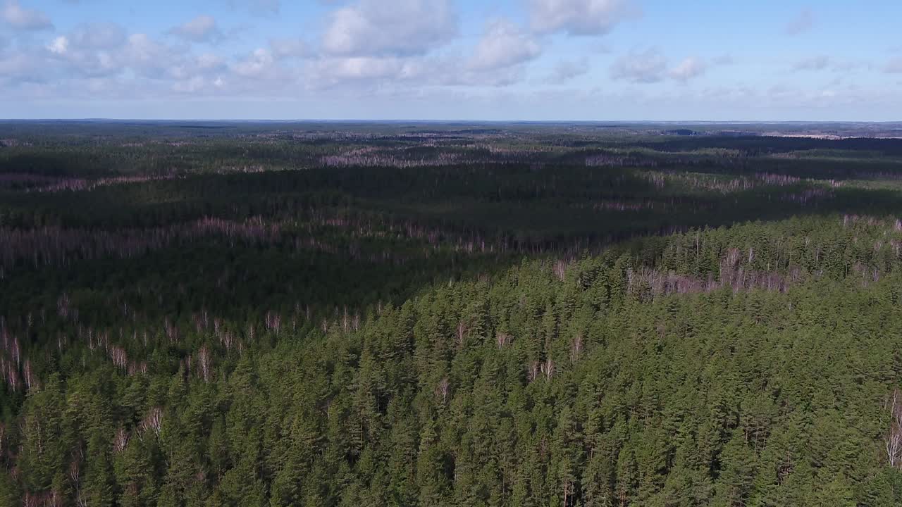 Flygvideo över skog sommartid.