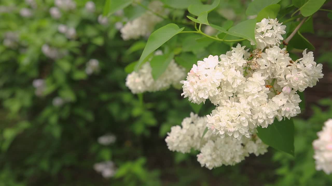 las lilas blancas en flor
