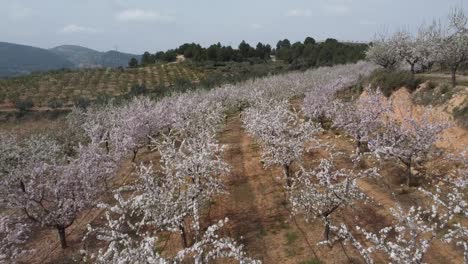 Almond-tree-field-in-Castellon