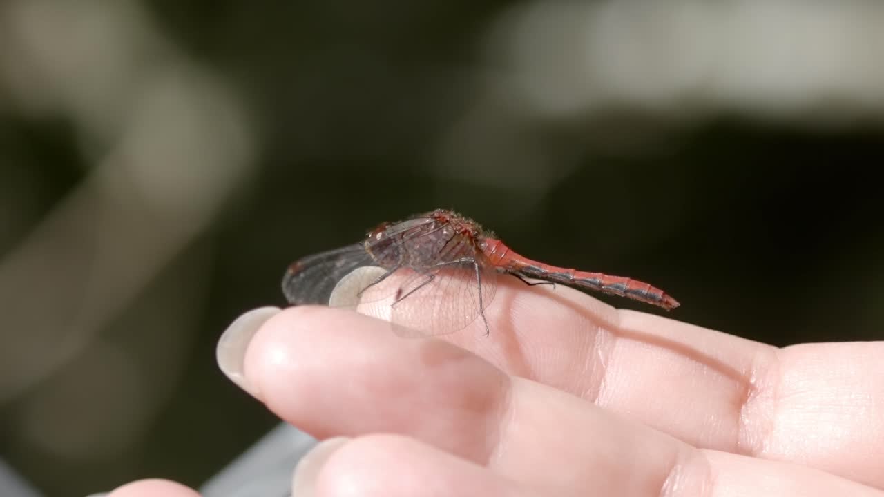 Red damselfly perched on a finger for observation