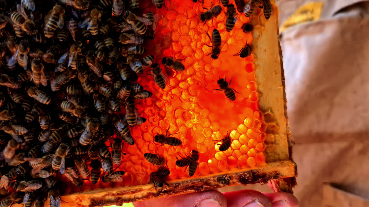 Beekeeper holding honeycomb frames with bees, showcasing intricate natural pattern and golden honey
