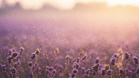 a serene lavender field bathed in golden sunrise light, capturing the beauty of nature and the tranquility of blossoming flowers in the morning mist