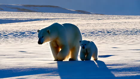 polar bear mother and cub on snowy arctic landscape
