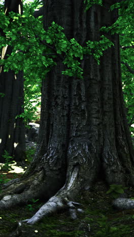 lush forest with tall trees and rugged rocks bathed in soft light