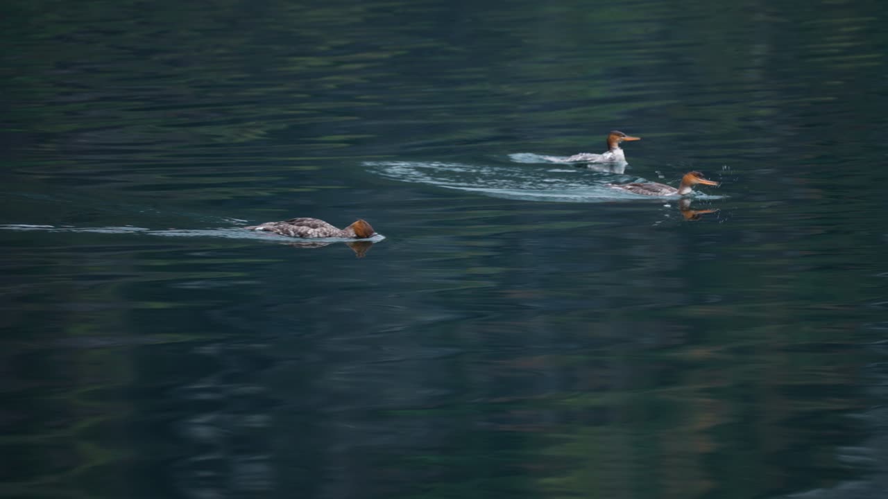 Ducks dive out of the turquoise waters in the fjord, creating a splash and leaving circles on the water