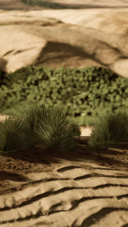 desert landscape with sparse vegetation