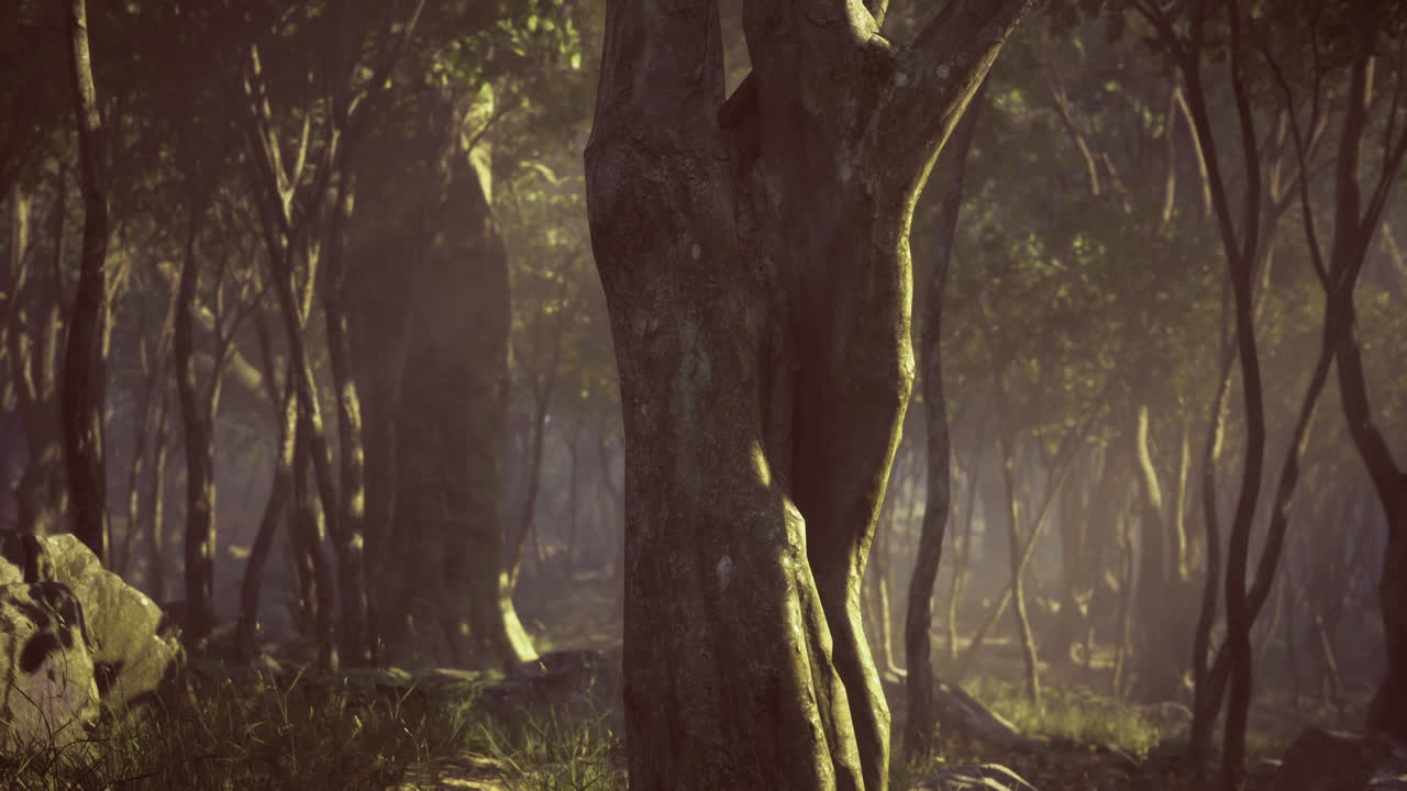 Natures hidden beauty revealed among ancient trees at dawn