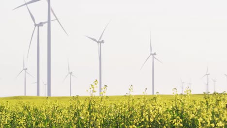 Gesamtansicht-Von-Windkraftanlagen-In-Ländlicher-Landschaft-Mit-Wolkenlosem-Himmel