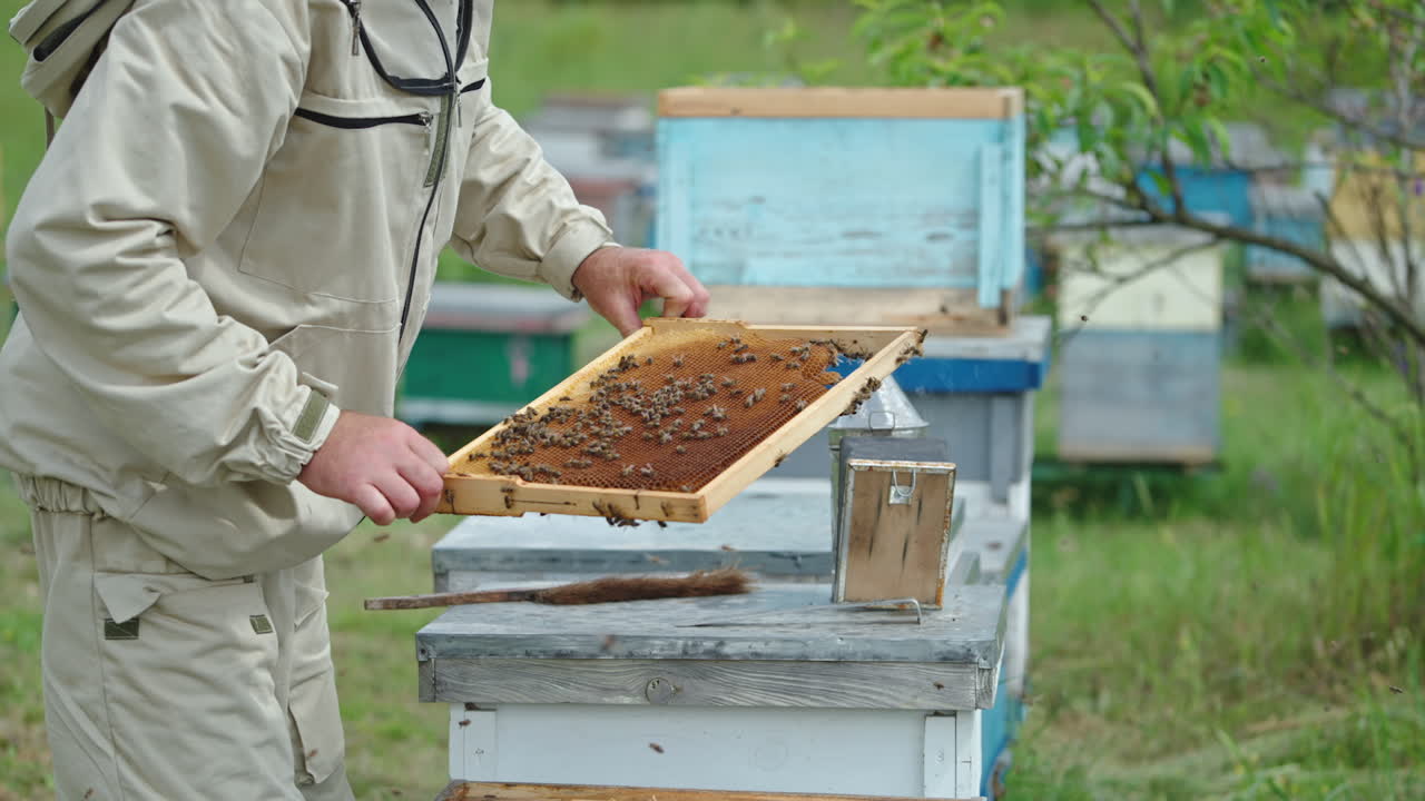 Beekeeper examining a frame in his hands. Apiarist checks the frame and puts it back into the hive. Bee farm backdrop.