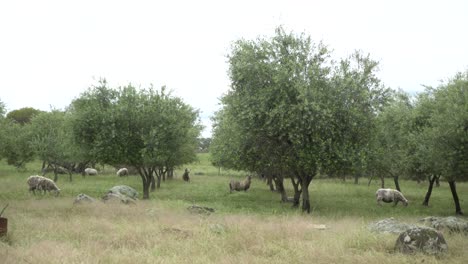 Ram going on 2 hind legs to eat from olive tree in nature
