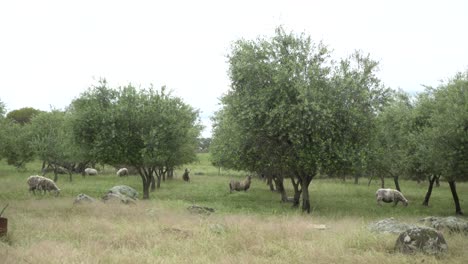 ram going on 2 hind legs to eat from olive tree in nature