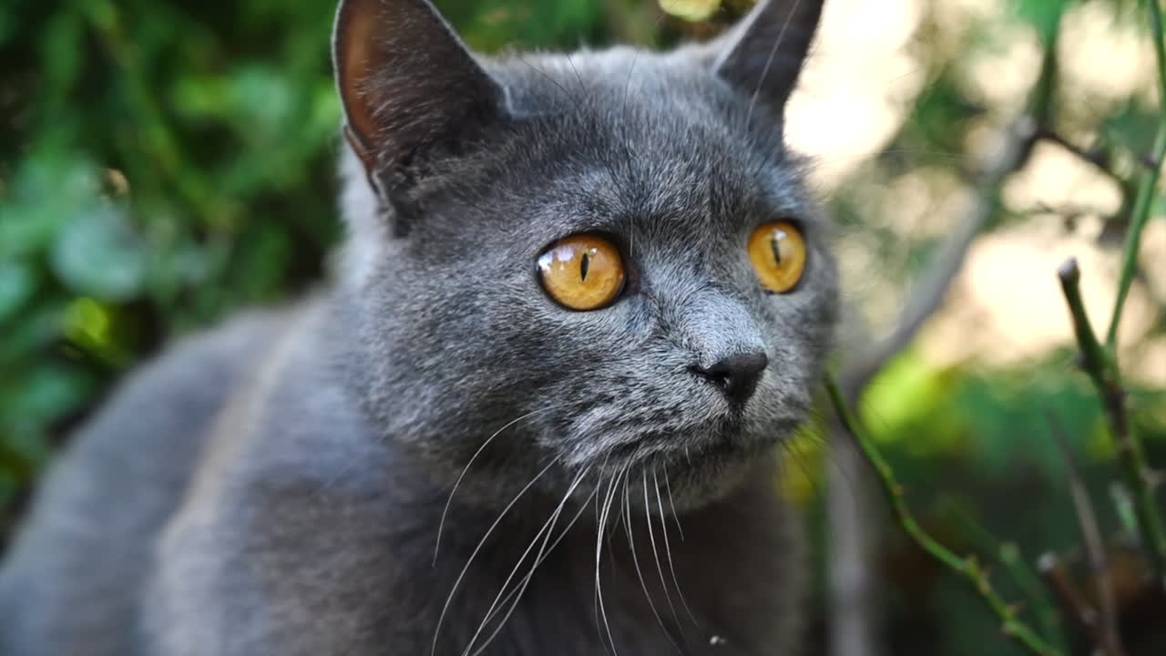 Dark british fold cat playing in the garden, slow motion