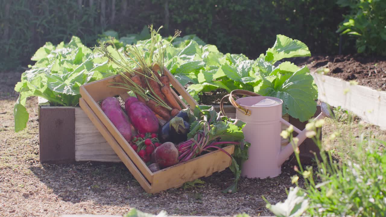 Crate, pink watering can on gravel, sunlight shifting, camera moving forward, highlighting produce