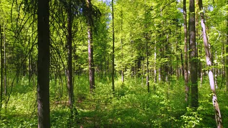 flying between the trees in the spring forest.