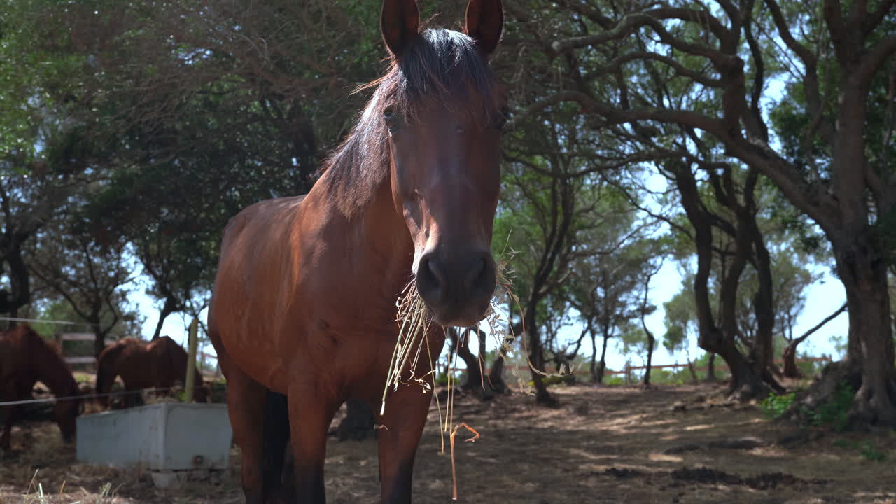 retrato de cerca de un caballo marrón feliz comiendo heno seco, paisaje de tierras de cultivo rurales