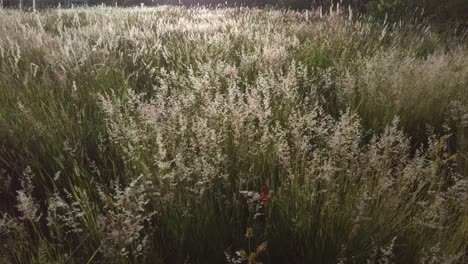 tiro inclinado hacia abajo de flores de hierba silvestre en una soleada tarde de verano en puebla méxico latinoamérica