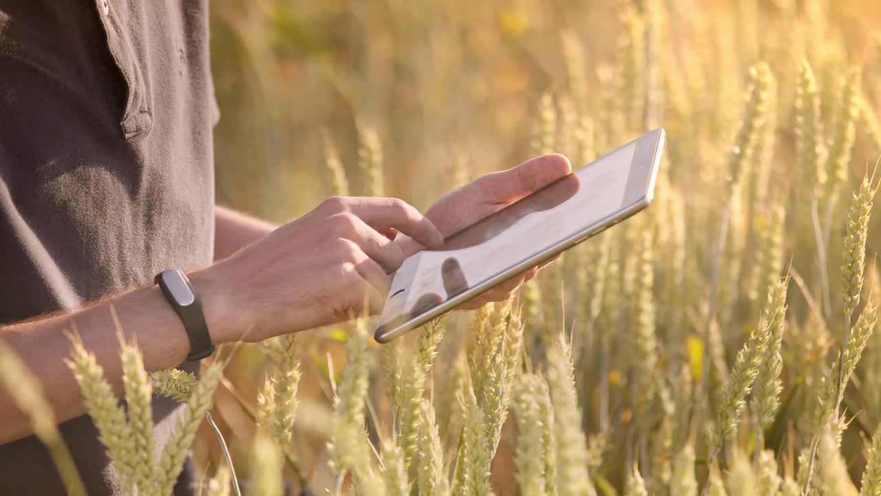 Contadino che usa il tablet in un campo di grano. Scienziato che lavora con la tecnologia agricola.
