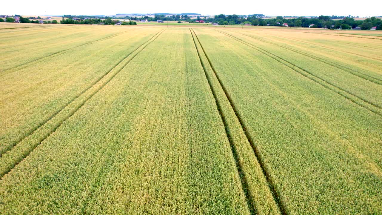Cinematic birdseye shot of vast, serene grain crops with tractor tracks