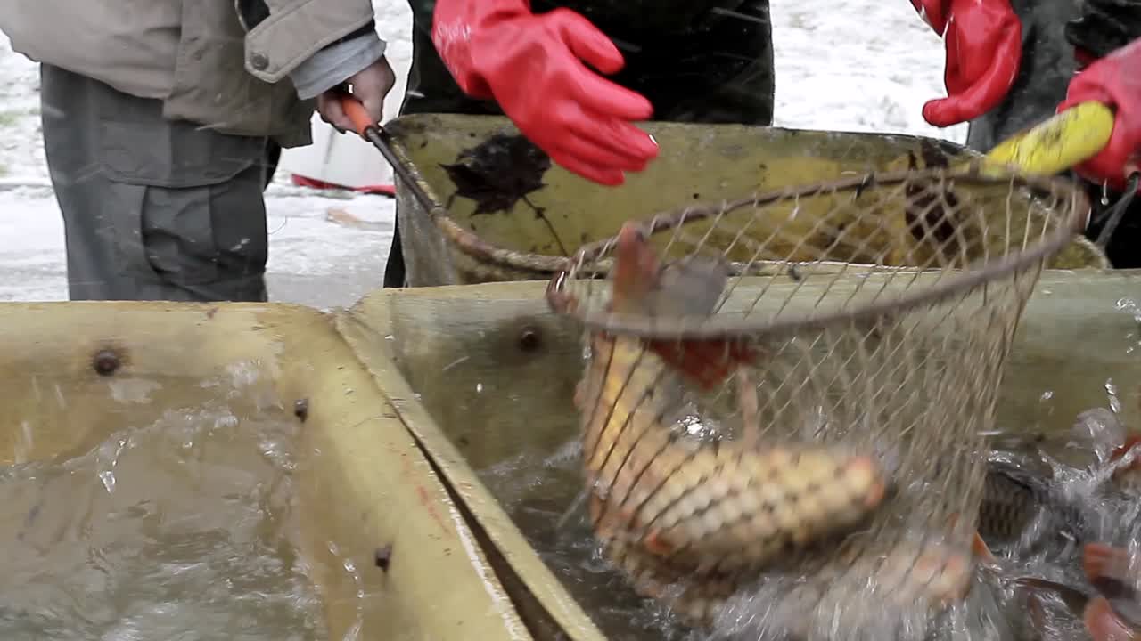 Fisherman sorting fish that's just been caught in the sea with people stock footage stock video