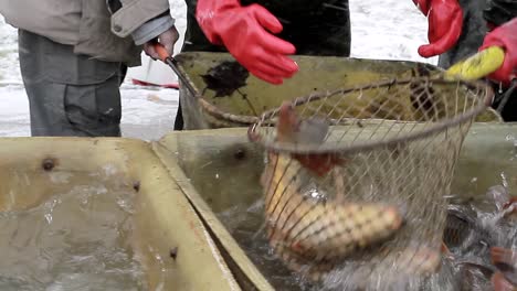 Fisherman-sorting-fish-that's-just-been-caught-in-the-sea-with-people-stock-footage-stock-video