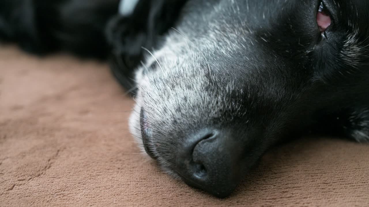 집 층 에 누워 있는 은 검은 개 의 근접적 인 모습