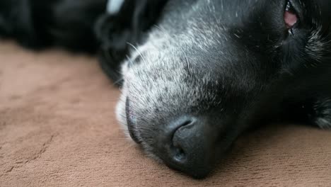 A-close-up-view-of-a-sleeping-old-black-dog-as-it-lies-on-a-home-floor