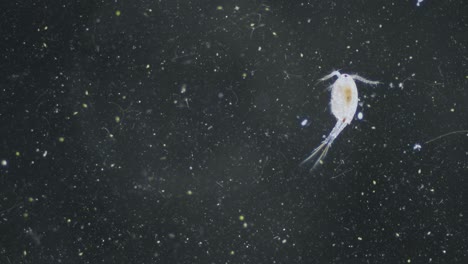 Plankton-copepod-freshwater-cyclop-transparent-visible-internal-organs-darkfield-view-under-microscope