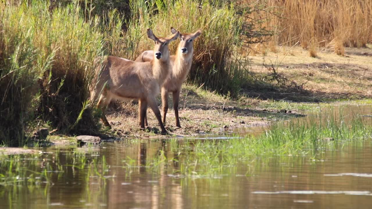 vacas adultas antelope bebiendo en un lago natural en sudáfrica