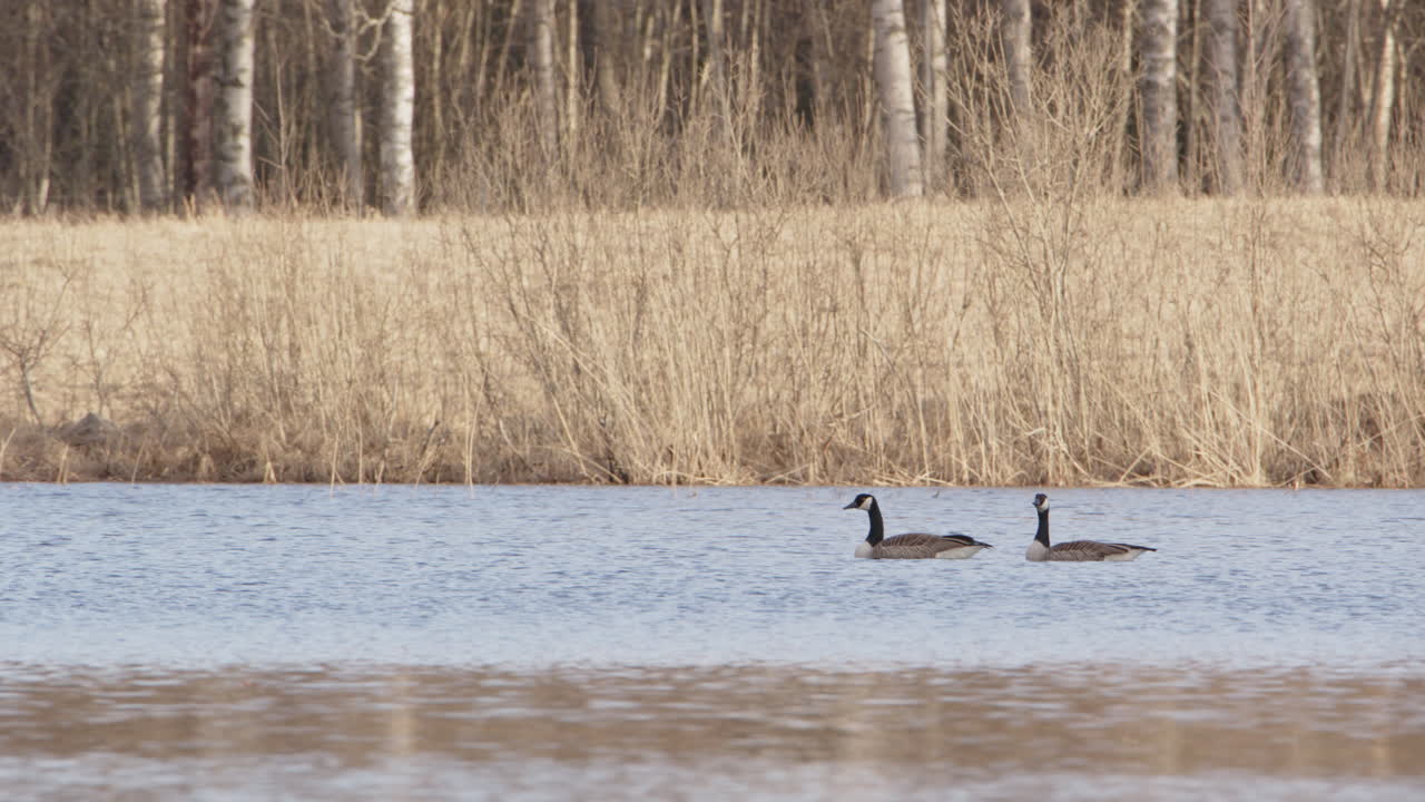 dos gansos canadienses nadando en un lago en dalarna, suecia, amplia toma de zoom