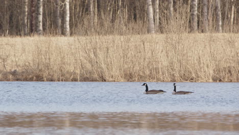 two canada geese swimming in a lake in dalarna, sweden, wide shot zoom in